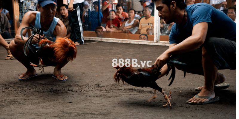 Đá gà Khmer - Loại hình cá cược hấp dẫn số 1 trên thị trường