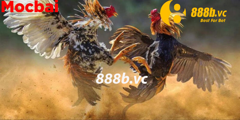 888B_Đá gà Mộc Bài - Khám phá hình thức đá gà được ưa chuộng