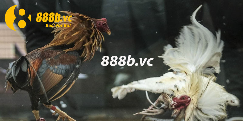 888B trang tường thuật đá gà uy tín 