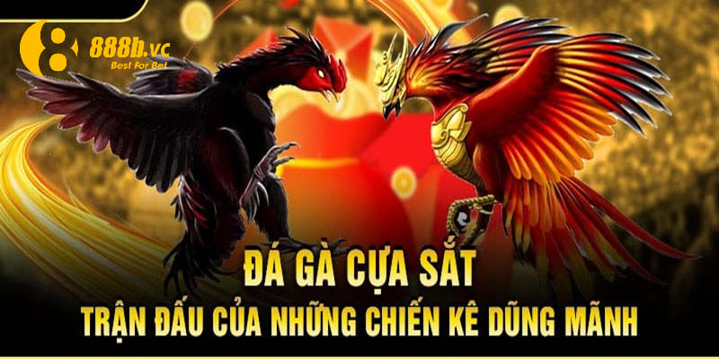 Lý do nên tham gia chiến kê cựa sắt