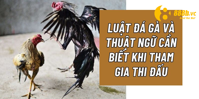 Khái quát về luật đá gà 888B