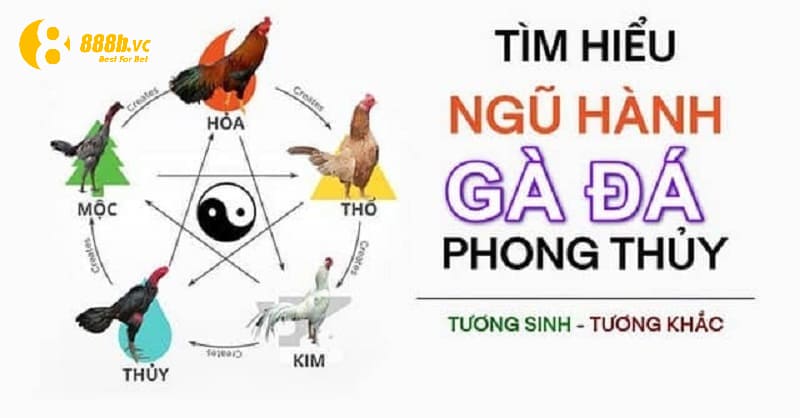 Cách xem màu mạng gà đá theo ngũ hành