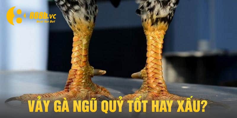 Vảy gà ngũ quỷ rất tốt và mang lại nhiều may mắn