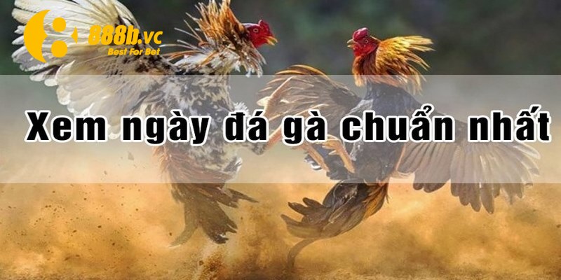 Trong chơi đá gà xem ngày chuẩn rất quan trọng để đi tới chiến thắng