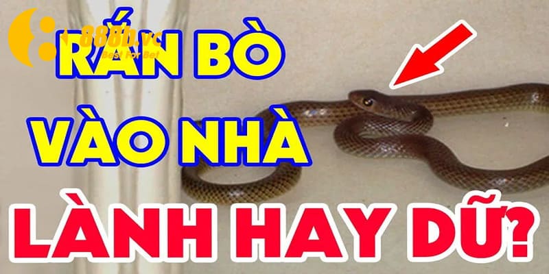 Mơ thấy rắn vào nhà - một giấc mộng đầy may mắn