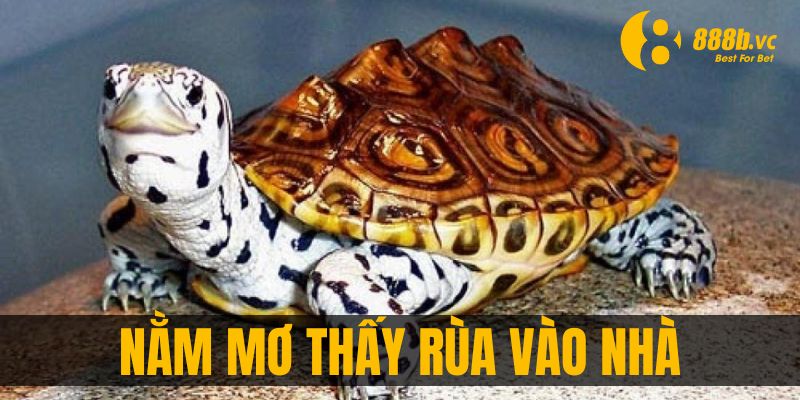 Nằm mơ thấy rùa bò vào nhà cảnh báo tai ương